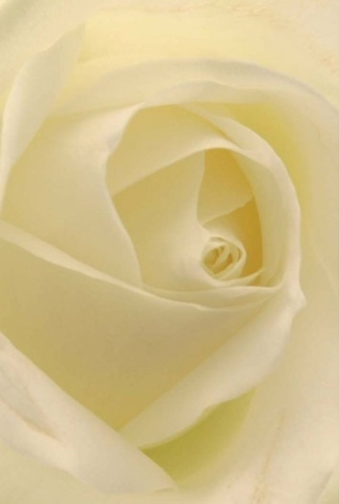 Draw close to this pure white rose-every delicate layer unfolding in a sophisticated spiral, reminiscent of floral artistry found in the heart of West Wickham. The subtle gradients of white and cream blend in seamless harmony, echoing the gentle glow cast by window light over a well-appointed home off Hawes Lane. With petals that look as if gently touched by dawn, the flower's core draws your gaze inward, offering tranquility and silent strength. To a local florist, this bloom is an emblem of grace and resilience-perfect for a wedding at St. Francis' Church, a sincere apology, or a centrepiece meant to uplift spirits at community gatherings. The rose's form is nearly flawless: matte yet creamy textures, soft edges, and almost gauzy outer petals that suggest both fragility and a promise of hope. The aroma, understated and sweet, inspires comfort and reverence, making this rose an ideal choice for thoughtful gestures and elegant events throughout West Wickham's welcoming streets. The arrangement radiates refined charm, bridging the beauty of nature and the artistry of local hands.